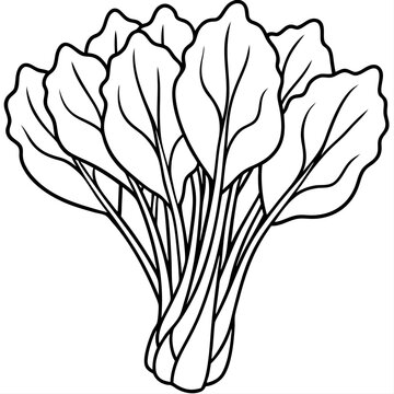 recommend clip art: Choi sum outline coloring book page line art illustration digital drawing
