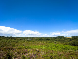 Woodbury Common in Devon, UK