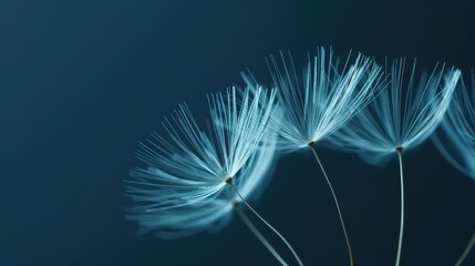 Ethereal macro photography of dandelion seeds