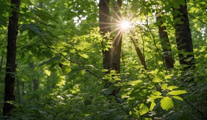 Obraz premium Sunlight filtering through lush tree leaves in forest