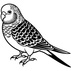Fototapeta premium Parrots, Budgerigars, Cockatiels,Sparrow, Macaws silhouette and line art vector illustration design.