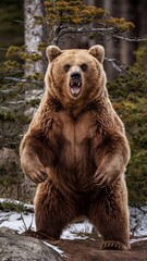 Obraz premium Bear standing on its hind legs and growling threateningly on the background of winter forest. Realistic vertical photo, nature and wild animal