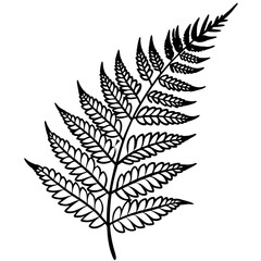 Naklejka premium fern outline coloring book page line art illustration digital drawing