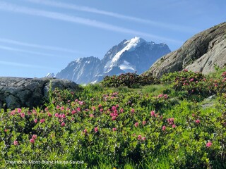 Paysage fleuri des Alpes 