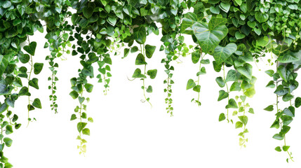 Tropical rainforest garden, green succulent leaves, Dischidia.
