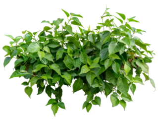 Pepper plant in wild, jungle bush with liana ivy plan