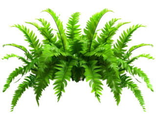 Tropical foliage plant bush with cascading Fishtail fern, isolated on transparent background.