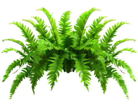 Tropical foliage plant bush with cascading Fishtail fern, isolated on transparent background.