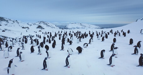 Gentoo penguins colony on Antarctica coast. South Pole wild nature. Sea birds nesting on snow hill. Cold ocean and mountains in background. Explore Arctic wildlife. Low angle close up drone flight © mozgova