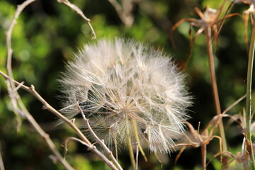 Summer flowers in a city park in Israel.