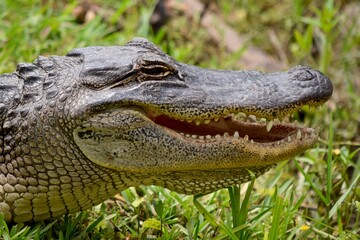 wild alligator face close up side portrait