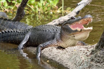 alligator in the swamp laying on a log open mouth