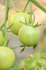 closeup the bunch ripe green tomato with plant in the farm soft focus natural yellow green background.