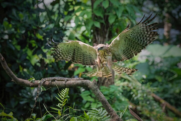 Changeable hawk-eagle