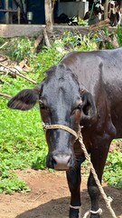 Herd of cows grazing in a green pasture.Cow in a field.The Indian white cow and calf closeup with selective focus and blur.Group of Cows in the Outdoor Countryside Grassland.black and brown colour cow