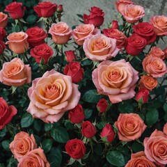 Spreading love and joy with roses today. Happy World
