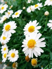 White daisies in the garden. Chamomile flowers.