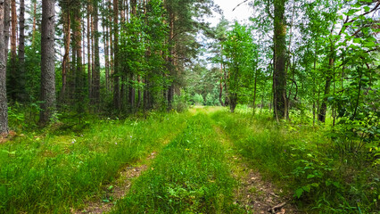 Summer Pine Forest