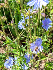 Summer forbs. Blooming chicory in the field. Selective focus