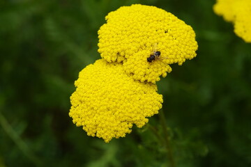  Achillea filipendulina ,Parker, Asteraceae family, Hanover, Berggarten, Germany.  © guentermanaus