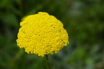  Achillea filipendulina ,Parker, Asteraceae family, Hanover, Berggarten, Germany.  © guentermanaus