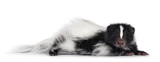Black and white baby skunk laying down side ways. Looking straight to camera. Isolated on a white backround.