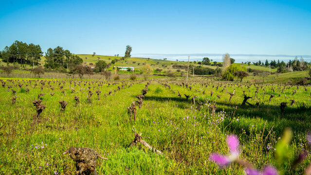 Parras Milenarias 7 - Valle del Itata, &Ntilde;uble, Chile