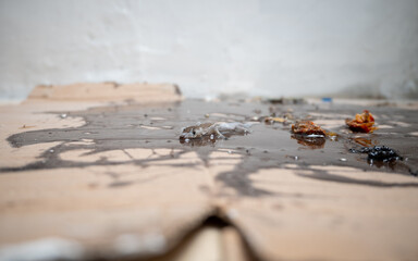 Gecko trapped in mouse glue trap