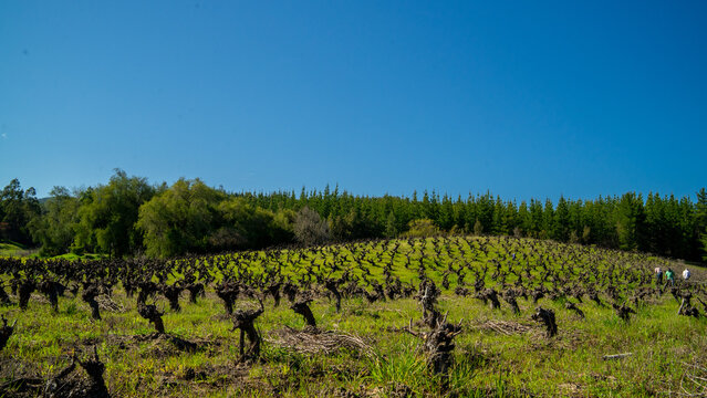 Parras Milenarias 5 - Valle del Itata, &Ntilde;uble, Chile