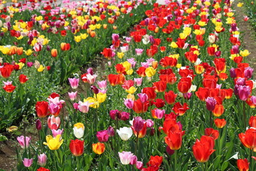 チューリップ花壇