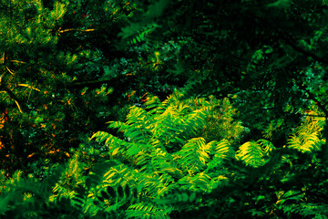 Tree branches illuminated by the morning sunlight