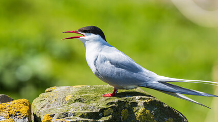 Arctic Tern (Sterna paradisaea)