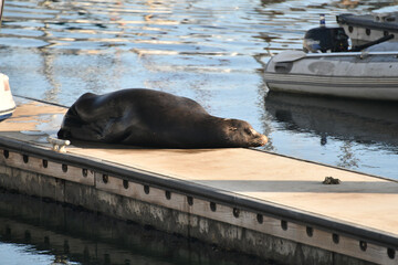 Lazy Seal Sunning On Dock Funny Sleepy