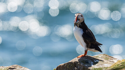 Puffin with fish