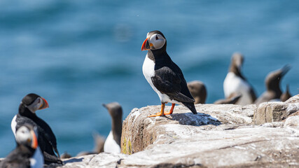 Puffin (Fratercula arctica)