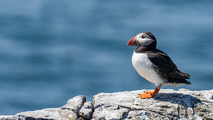 Puffin (Fratercula arctica) on Farne Islands