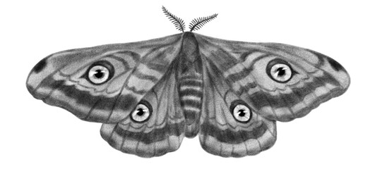 Butterfly with eyes on wings surreal psychedelic chalk tattoo illustration isolated on white background