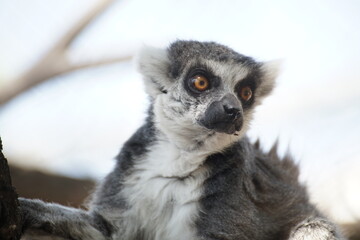 lemur © gustavoisaac