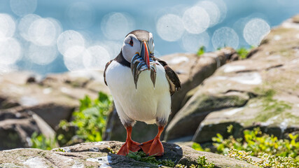 Puffin with fish