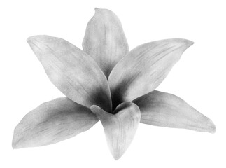 Flower chalk illustration isolated on white background