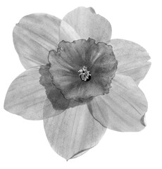 Flower chalk illustration isolated on white background