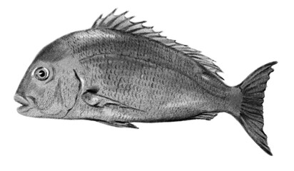 Fish chalk illustration isolated on white background