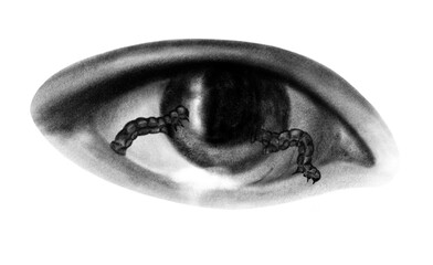 Caterpillar Eyes on Eyeball Surreal Psychedelic Chalk Tattoo Illustration