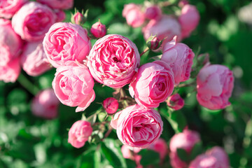 Bunch of pink roses with green leaves growing in the park. The flowers are in full bloom and are very pretty