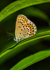 butterfly on leaf