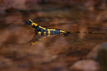 Fire salamander in a shallow water pool