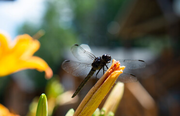Big majestic dragongly sitting on the lily flower. Great Blue Skimmer Dragonfly in Quebec summer garden. Close up shot of the insect with selective focus. Anax imperator or emperor dragonfly.