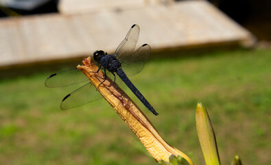 Big majestic dragongly sitting on the lily flower. Great Blue Skimmer Dragonfly in Quebec summer garden. Close up shot of the insect with selective focus. Anax imperator or emperor dragonfly.