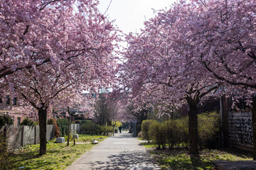 Cherry blossom in spring in Germany