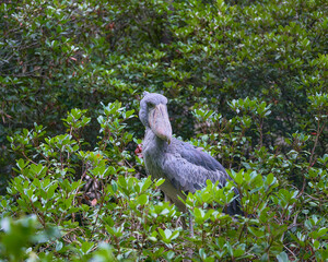 木の上に佇むハシビロコウの鋭い眼差し